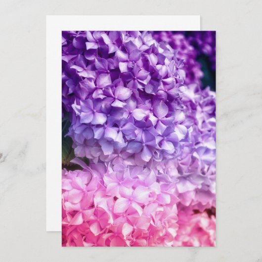 Hydrangea Rainbow (Vorne/Hinten)