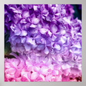 Hydrangea Rainbow Poster (Vorne)