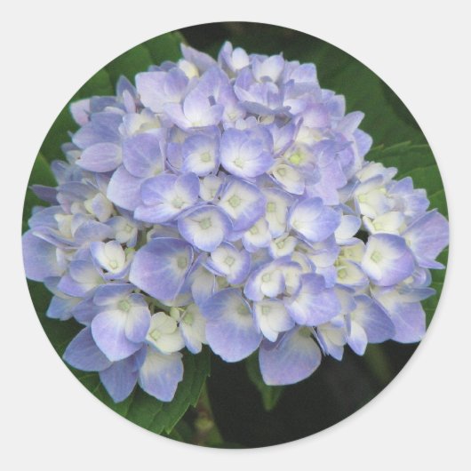 Hydrangea Runder Aufkleber (Vorderseite)