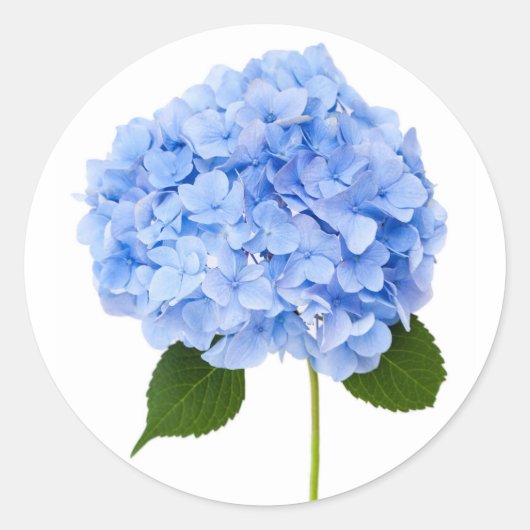 Hydrangea Runder Aufkleber (Vorderseite)