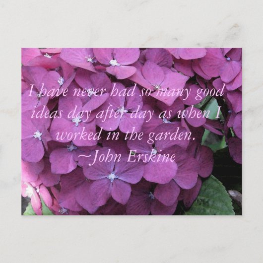 Hydrangea und Gartenangebot Postkarte (Vorderseite)
