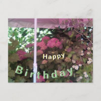 Hydrangea unter Sunshade Happy Birthday Postcard