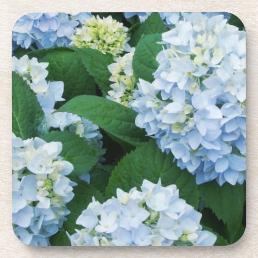 Hydrangea Untersetzer Set (Vorderseite)