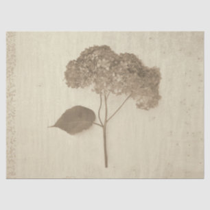 Hydrangea Vintag Antique Sepia Rustikale Flora Seidenpapier
