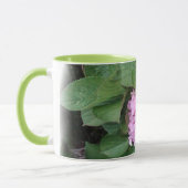 Hydrangea von der Balboa-Insel in Lila und in Tasse (Links)