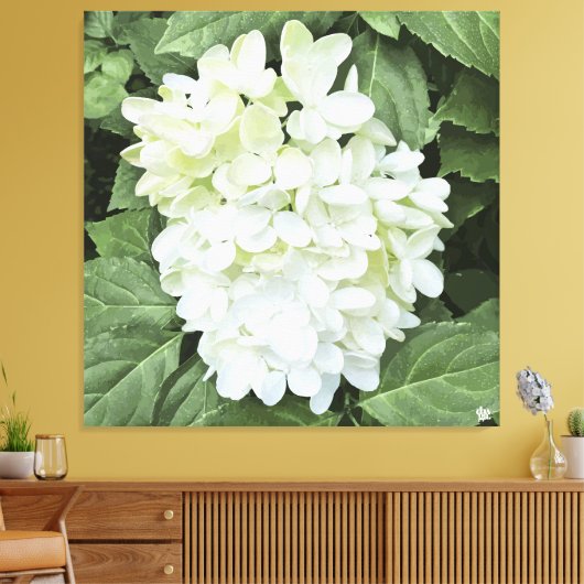 Hydrangea - Weiß - Canvas Print Leinwanddruck (Insitu (Wohnzimmer))