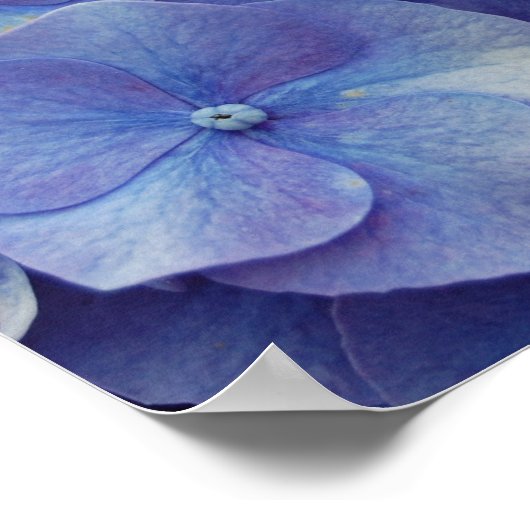 Hydrangea Zoom Poster (Ecke)