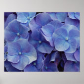 Hydrangea Zoom Poster (Vorne)