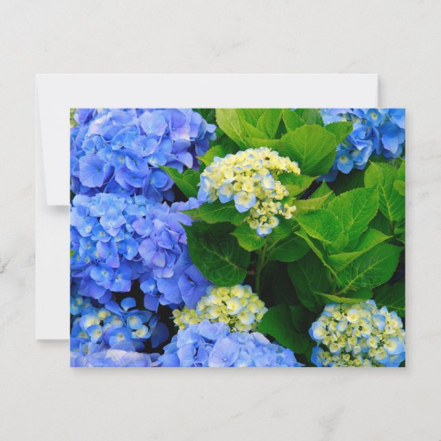 Hydrangeas (Vorderseite)