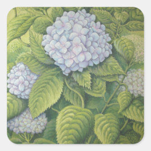 Hydrangeas bei Lanhydrock, Cornwall im Pastell Quadratischer Aufkleber