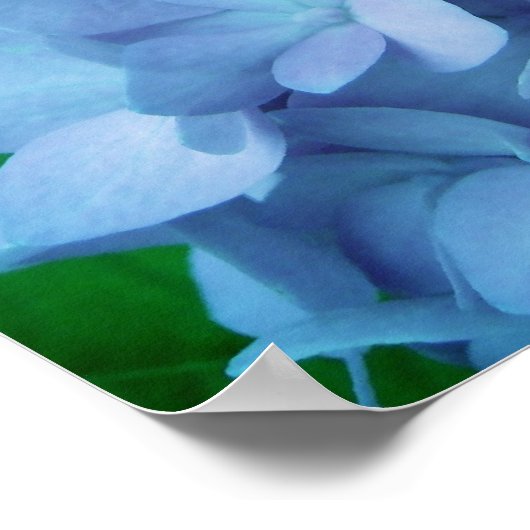 Hydrangeas {blau} | Poster (Ecke)