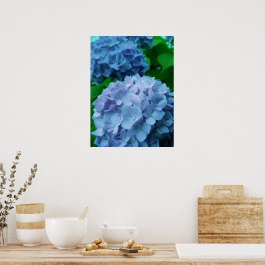Hydrangeas {blau} | Poster (Küche)