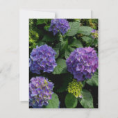 Hydrangeas blauer lila Blumengarten Dankeskarte (Rückseite)