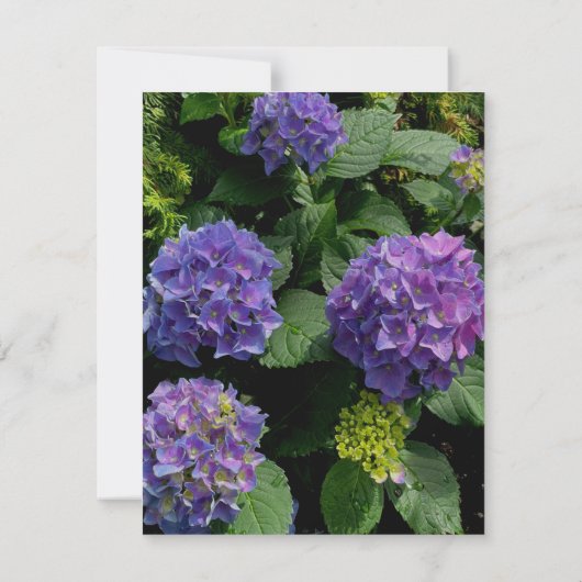 Hydrangeas blauer lila Blumengarten Dankeskarte (Rückseite)
