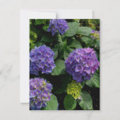 Hydrangeas blauer lila Blumengarten Dankeskarte (Rückseite)