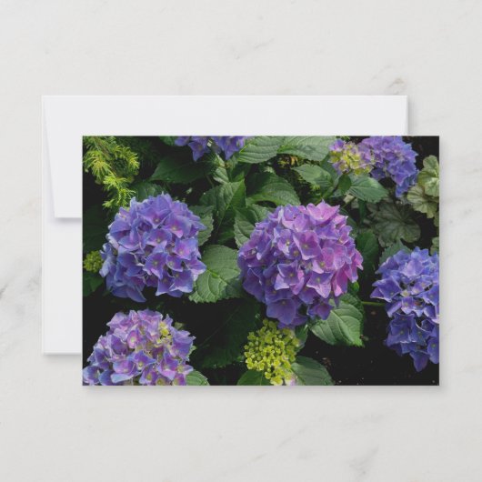 Hydrangeas blauer lila Blumengarten Save The Date (Rückseite)