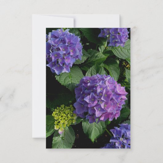 Hydrangeas blauer lila Blumengarten UAWG RSVP Karte (Rückseite)