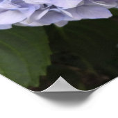 Hydrangeas by the Roadside – Nature Photography Poster (Ecke)