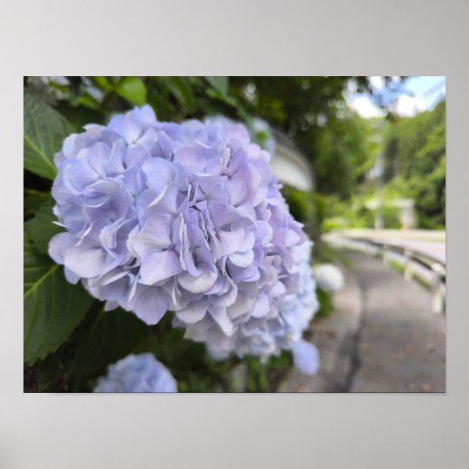 Hydrangeas by the Roadside – Nature Photography Poster (Vorne)