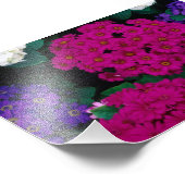 HYDRANGEAS DARK PINK PURPLES BLUME SCHÖNHEIT NATUR FOTODRUCK (Ecke)