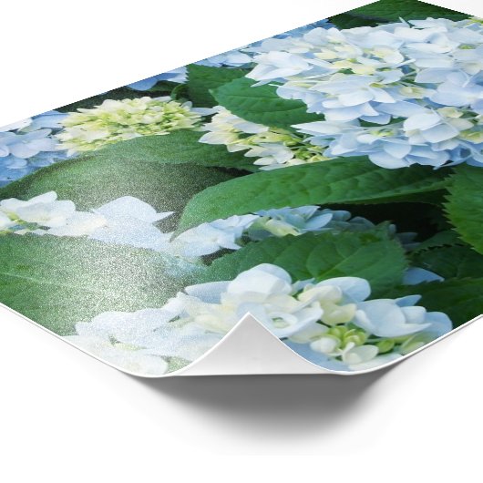 Hydrangeas Foto Print (Ecke)