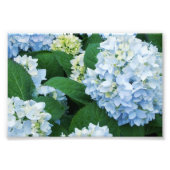 Hydrangeas Foto Print (Vorne)