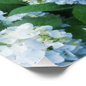 Hydrangeas Foto Print (Ecke)