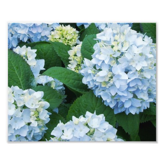 Hydrangeas Foto Print (Vorne)