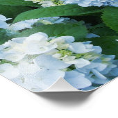 Hydrangeas Foto Print (Ecke)