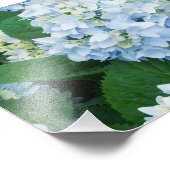 Hydrangeas Foto Print (Ecke)