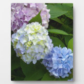 Hydrangeas Fotoplatte (Vorderseite)