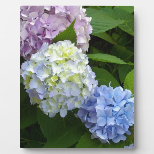 Hydrangeas Fotoplatte (Vorderseite)