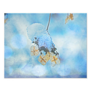 Hydrangeas, gefroren fotodruck