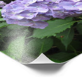 Hydrangeas im Trebah Gardens, Cornwall Fotodruck (Ecke)