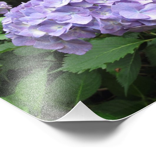 Hydrangeas im Trebah Gardens, Cornwall Fotodruck (Ecke)