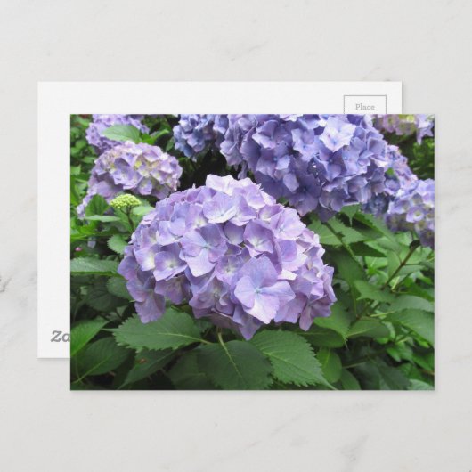 Hydrangeas im Trebah Gardens, Cornwall Postkarte (Vorne/Hinten)