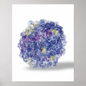 Hydrangeas in Aquarellen - Kunstdrucken von Blumen Poster (Vorne)