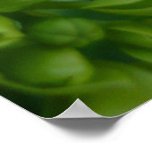 Hydrangeas in Grün Poster (Ecke)