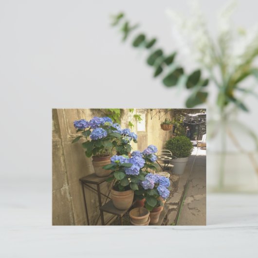 Hydrangeas in Pots Postkarte (Stehend Vorderseite)