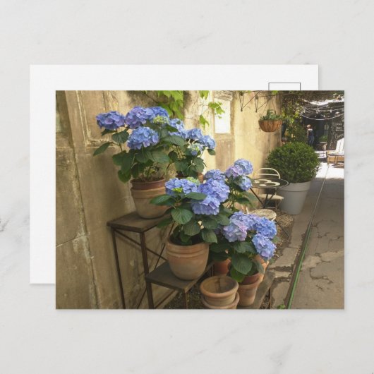 Hydrangeas in Pots Postkarte (Vorne/Hinten)
