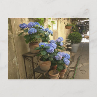 Hydrangeas in Pots Postkarte