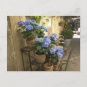 Hydrangeas in Pots Postkarte (Vorderseite)