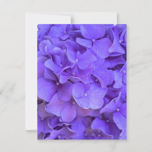 Hydrangeas Lavender lilac Dankeskarte (Rückseite)