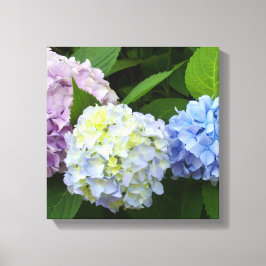 Hydrangeas Leinwanddruck