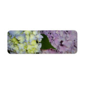 Hydrangeas lila blau (Vorne)