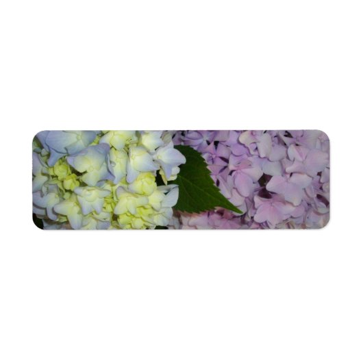 Hydrangeas lila blau (Vorne)