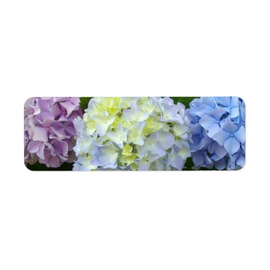 Hydrangeas lila blau (Vorne)