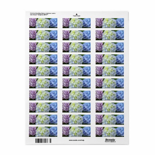 Hydrangeas lila blau (Vorne)