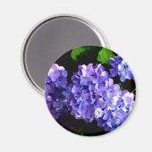 Hydrangeas, lila blauer Blume Magnet (Vorderseite/Rückseite)