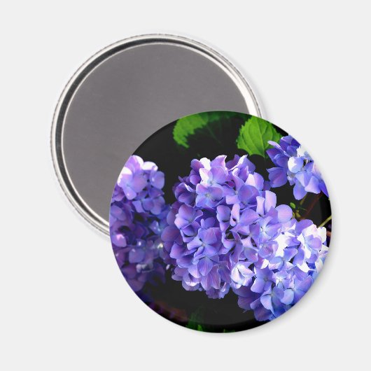 Hydrangeas, lila blauer Blume Magnet (Vorderseite/Rückseite)
